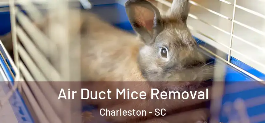  Air Duct Mice Removal Charleston - SC